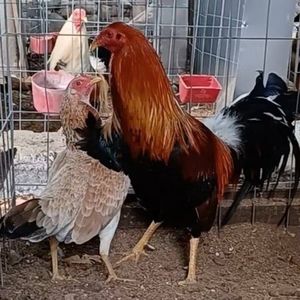 Meet your Posher, Manuel